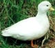 White Call Page